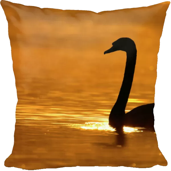 Mute Swan. ROY-232. Mute Swan - Silhouette at sunrise.
