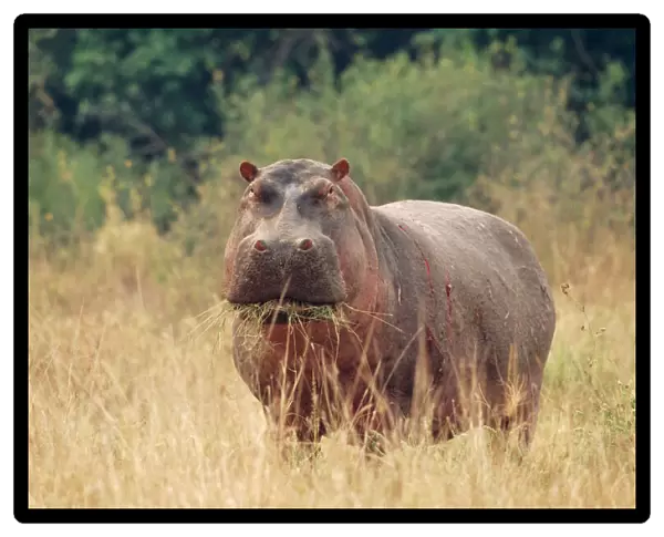 Hippopotamus - grazing, showing scars of recent conflict due to living in close proximity