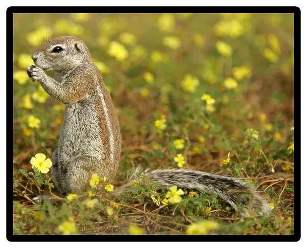 Cape Ground Squirrel feeding on seeds between yellow flowers Etosha National Park, Namibia, Africa