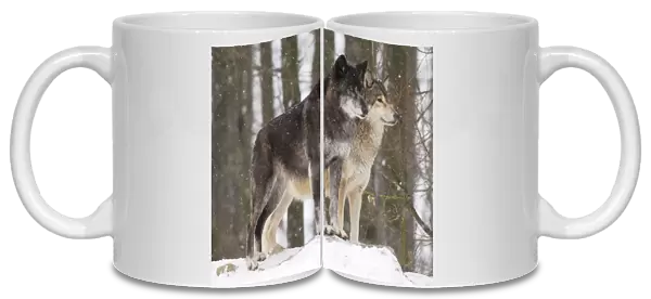 Timber Wolf  /  Grey Wolf sub species - In winter snow