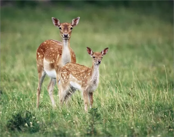 Fallow Deer - with fawn