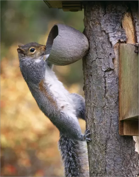 Grey Squirrel On coconut, UK