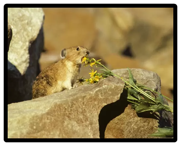 Pika  /  Cony - about to eat groundsel flower, Pacific North West, USA. MH789