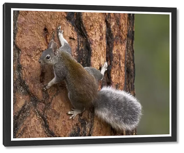 Abert's Squirrel  /  Tassel-eared squirrel - On side of old growth ponderosa pine tree. South rim of Grand Canyon, Arizona, USA _PTL4814