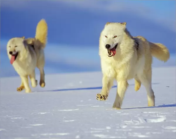 Two Arctic Wolves running in winter snow. MW2346