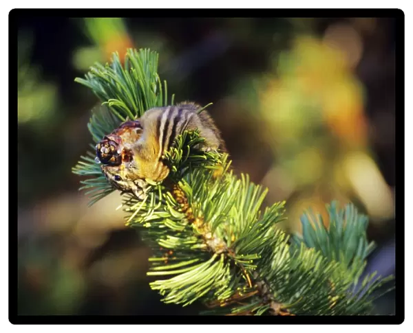 Yellow-pine chipmunk - harvesting seeds from whitebark pine tree cone. September Subalpine meadow, Cascade Mountains, Pacific Northwest. MI824