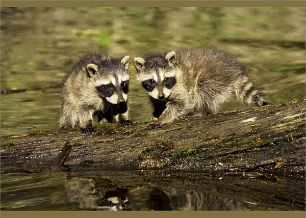 Raccoon - young cubs waiting for mother as she hunts along edge of pond. Western U. S. A. MU88