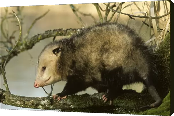 American Opossum - On tree branch. Ridgefield National Wildlife Refuge, Washington, North America. Mp37