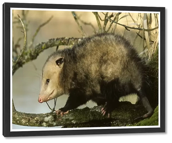 American Opossum - On tree branch. Ridgefield National Wildlife Refuge, Washington, North America. Mp37