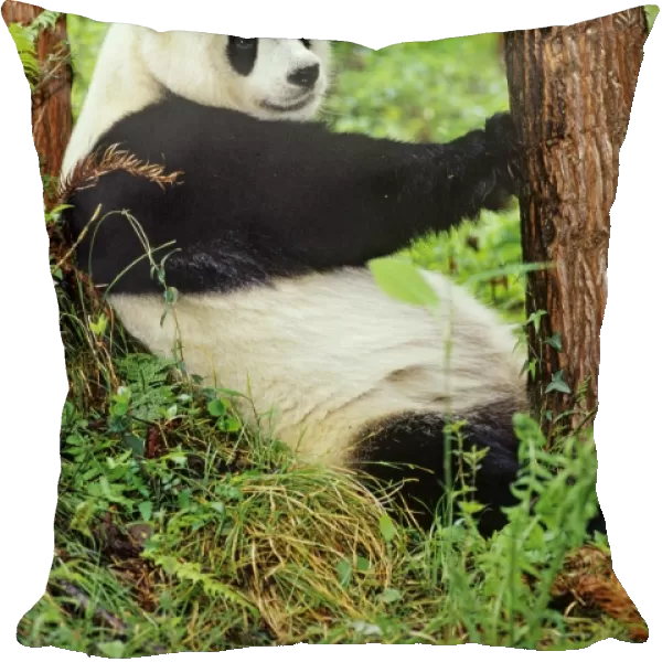 Giant Panda - resting against evergreen tree in bamboo forest of central China - Wolong Nature Reserve - Qionglai Mountains - Sichuan Province - China 4MA617