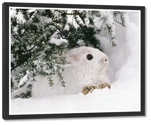 Snowshoe  /  Varying Hare Winter, British Columbia, Canada