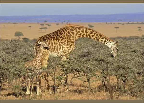 Maasai Giraffe - mother browsing while calf looks on, East Africa. 3mb17