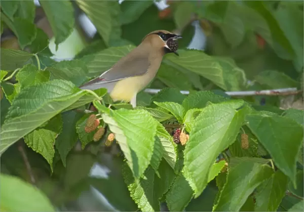 Cedar Waxwing - Feeding in mulberry tree, May Southern USA _TPL3886