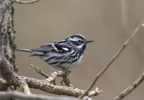 Black-and-white Warbler - Male perched on branch, Spring. Point Pelee, Ontario, Canada _TPL5988