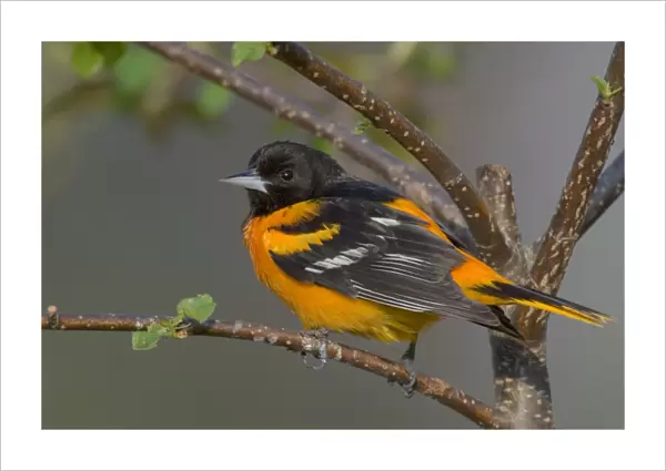 Northern Oriole - Male, May Great Lakes Region, Point Pelee, Ontario, Canada _TPL7598