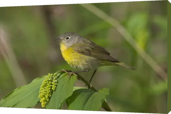 Nashville Warbler - On what is likely a False Solomon's-seal (Smilacina sp. ), Lily family. It hasn't opened yet. May Great Lakes Region, Point Pelee, Ontario, Canada _TPL8094