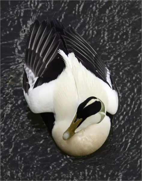 Eider - Male, displaying breeding plumage Northumberland coast, England