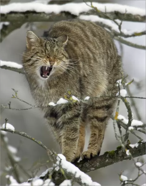 Wild Cat - Yawning and stretching in tree. Winter