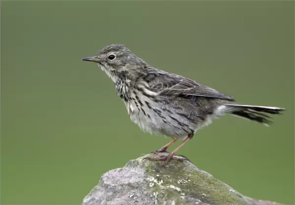 Meadow Pipit - Perched on stone Northumberland, England