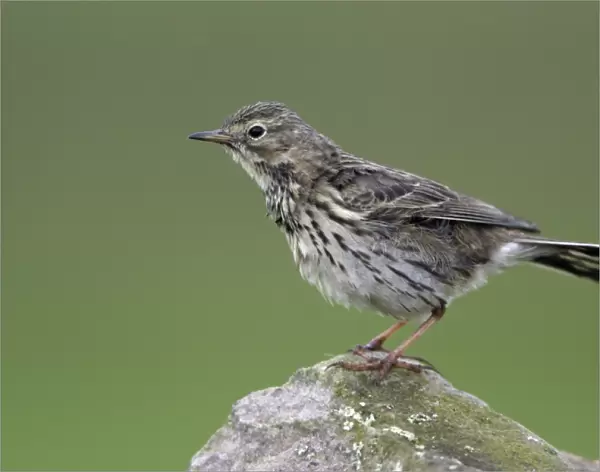 Meadow Pipit - Perched on stone Northumberland, England
