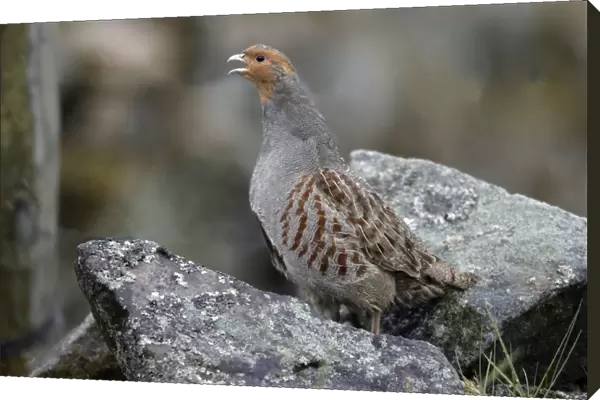 Grey Partridge - Male calling from stone-wall Northumberland, England