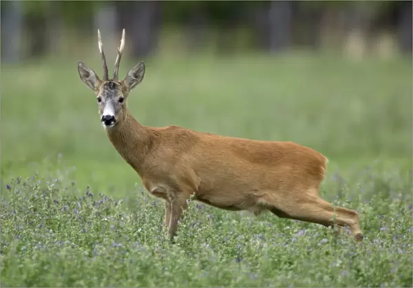 Roe Deer - Buck stretching hind legs Neusiedler See, Austria