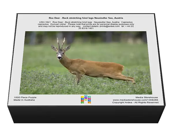 Roe Deer - Buck stretching hind legs Neusiedler See, Austria