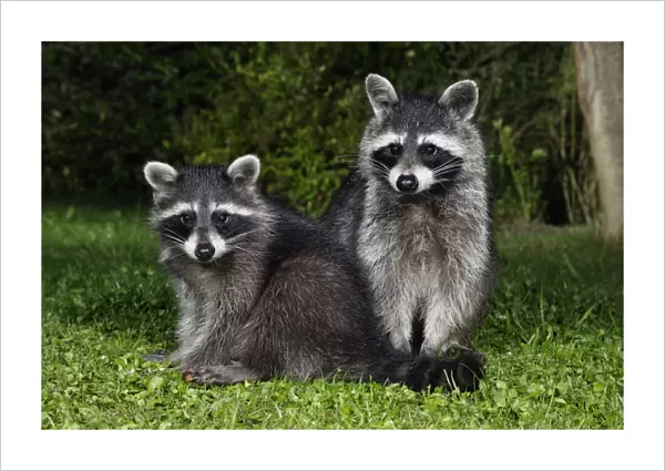 Racoons - Female with cub in garden at night Lower Saxony, Germany