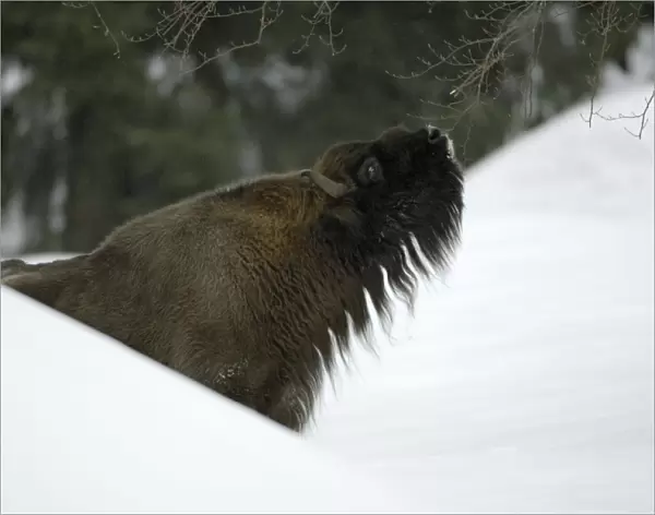 European Bison  /  Wisent - bull feeding on shoots of tree in winter Bavaria, Germany