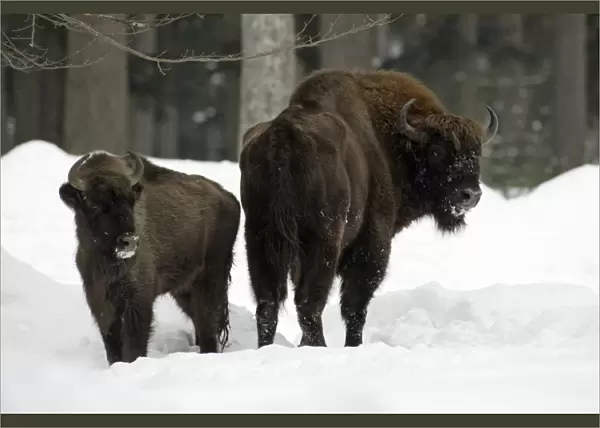 European Bison  /  Wisent - bull with calf In snow, winter Bavaria, Germany