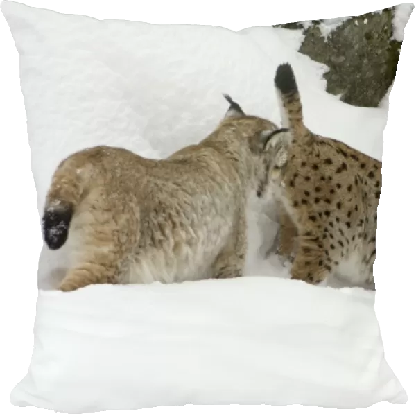 European Lynx- male testing female for readiness to copulate during breeding season Bavaria, Germany