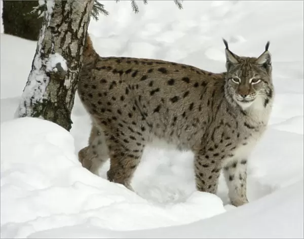 European Lynx - female marking tree with scent during breeding season, winter Bavaria, Germany