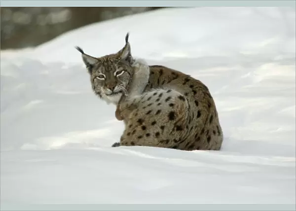 European Lynx - scratching its ear with hind leg in snow, winter Bavaria, Germany