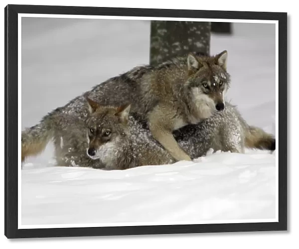 European Wolf - 2 young animals playing in snow, winter Bavaria, Germany