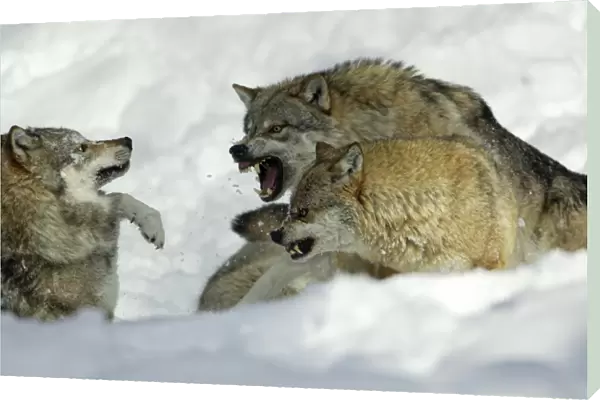 European Wolf- male and female alpha wolf attacking rival male, in snow Bavaria, Germany