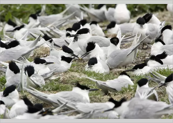 Sandwich Tern-territorial dispute between birds in nesting colony, Farne Isles, Northumberland UK