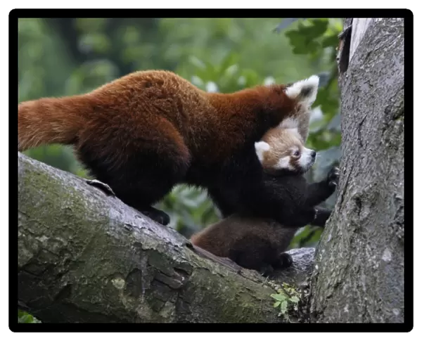Red Panda  /  Red Cat-bear - female transporting baby animal, Hessen, Germany