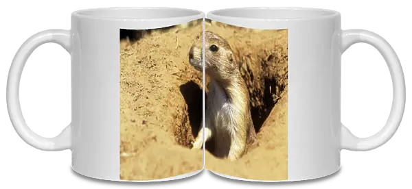 Black-tailed Prairie Dog - adult alert at burrow entrance