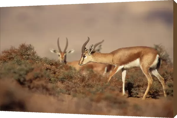Dorcas  /  Negav Gazelle In negav desert, Israel