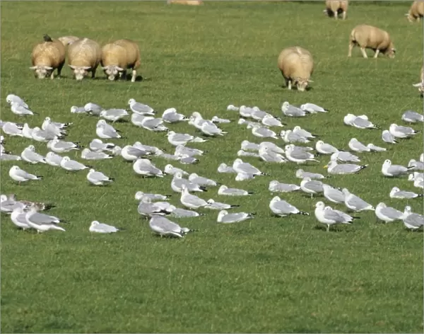 Herring Gull - flock resting