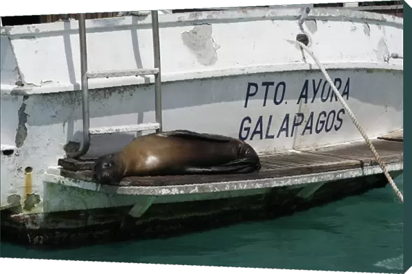 Galapagos Sealion - lying on edge of boat. Puerto Ayora - Santa Cruz island - Galapagos
