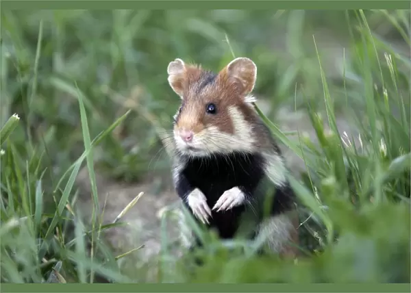 European  /  Common hamster - In grass