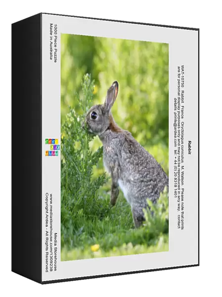 Rabbit. WAT-10750. Rabbit. France. Oryctolagus cuniculus