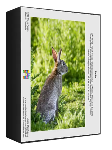 Rabbit. WAT-10758. Rabbit. France. Oryctolagus cuniculus