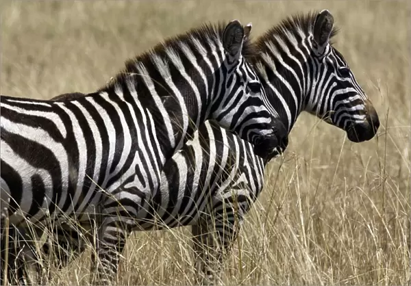 Common  /  Plains  /  Burchell's Zebra. Maasai Mara - Kenya