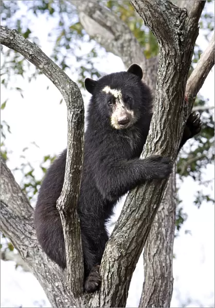 Spectacled Bear - in tree. Venezuela
