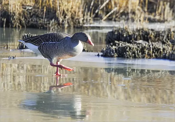 Greylag Goose - walking on frozen pond. Saintes Maries de la Mer - Carmague - France