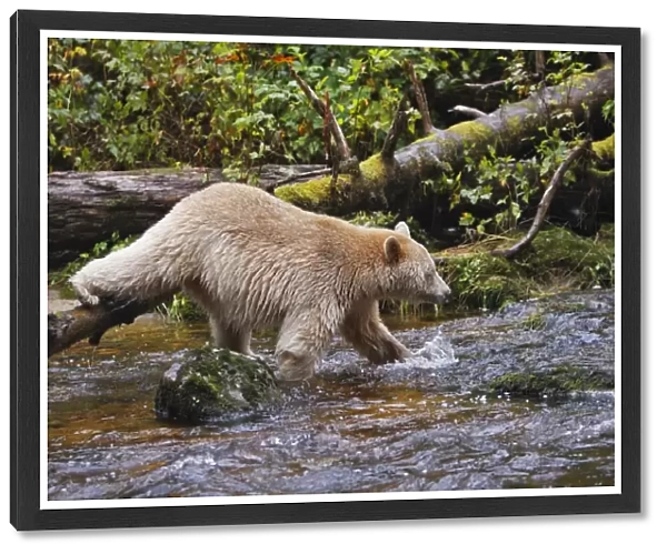 Kermode  /  Spirit Bear - hunting for Salmon. The Tsimshian of northern British Columbia believed that the Kermode bear, a black bear in a white coat, very rare, was lived in by a spirit of a terrible power Island Princess Royal