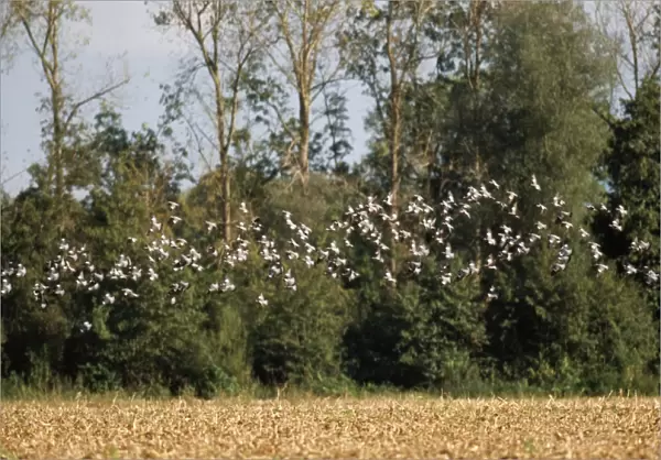 Wood Pigeon - flock, in flight