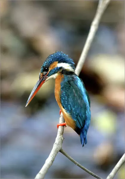 Kingfisher - on branch